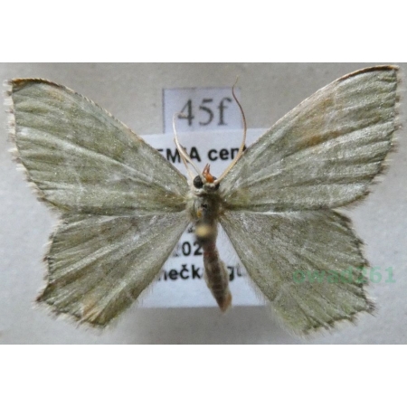 Hemithea aestivaria (Hübner, 1789) Miernik kreskowiak Czech45f